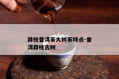 莽枝普洱茶大树茶特点-普洱莽枝古树