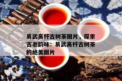 易武高杆古树茶图片，探索古老韵味：易武高杆古树茶的绝美图片