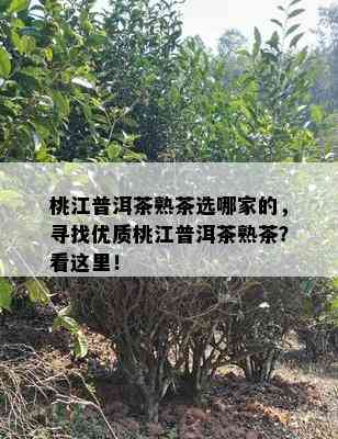 桃江普洱茶熟茶选哪家的，寻找优质桃江普洱茶熟茶？看这里！