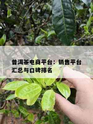 普洱茶电商平台：销售平台汇总与口碑排名