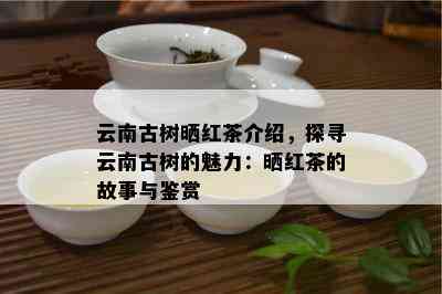 云南古树晒红茶介绍，探寻云南古树的魅力：晒红茶的故事与鉴赏