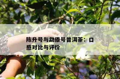 陈升号与勐傣号普洱茶：口感对比与评价