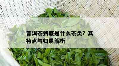 普洱茶到底是什么茶类？其特点与归属解析