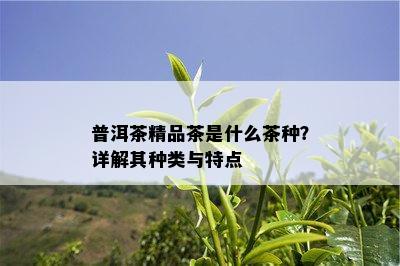 普洱茶精品茶是什么茶种？详解其种类与特点