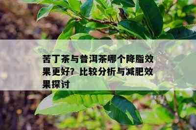 苦丁茶与普洱茶哪个降脂效果更好？比较分析与减肥效果探讨