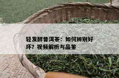 轻发酵普洱茶：如何辨别好坏？视频解析与品鉴