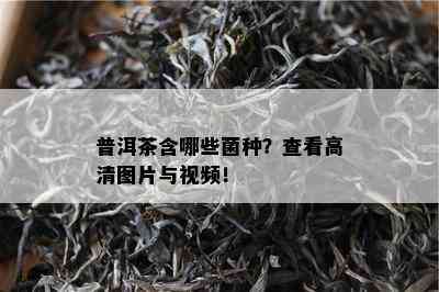 普洱茶含哪些菌种？查看高清图片与视频！