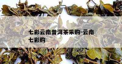 七彩云南普洱茶采购-云南七彩购