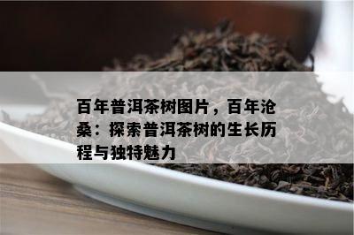 百年普洱茶树图片，百年沧桑：探索普洱茶树的生长历程与独特魅力