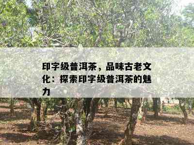 印字级普洱茶，品味古老文化：探索印字级普洱茶的魅力