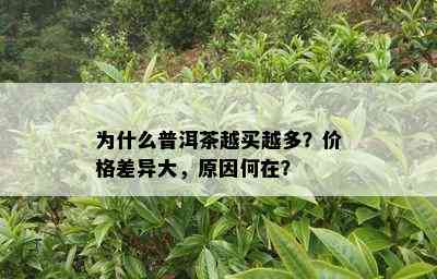 为什么普洱茶越买越多？价格差异大，原因何在？