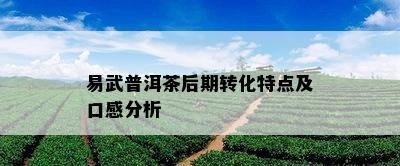 易武普洱茶后期转化特点及口感分析