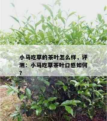 小马吃草的茶叶怎么样，评测：小马吃草茶叶口感如何？