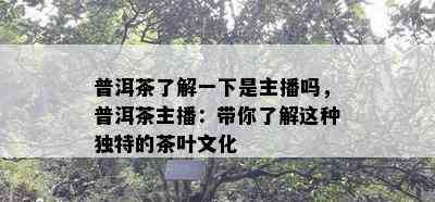 普洱茶了解一下是主播吗，普洱茶主播：带你了解这种独特的茶叶文化