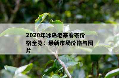 2020年冰岛老寨春茶价格全览：最新市场价格与图片