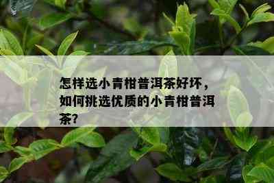 怎样选小青柑普洱茶好坏，如何挑选优质的小青柑普洱茶？