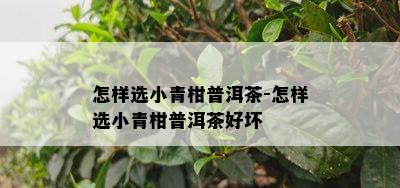 怎样选小青柑普洱茶-怎样选小青柑普洱茶好坏