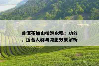 普洱茶加山楂泡水喝：功效、适合人群与减肥效果解析