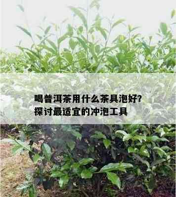 喝普洱茶用什么茶具泡好？探讨最适宜的冲泡工具