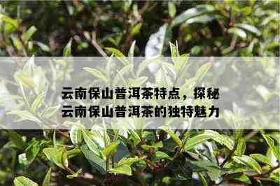 云南保山普洱茶特点，探秘云南保山普洱茶的独特魅力