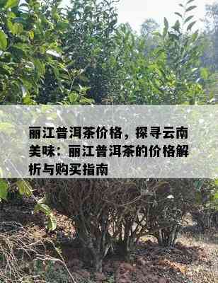 丽江普洱茶价格，探寻云南美味：丽江普洱茶的价格解析与购买指南