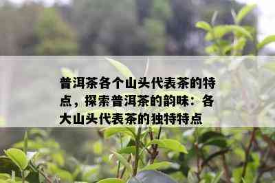 普洱茶各个山头代表茶的特点，探索普洱茶的韵味：各大山头代表茶的独特特点