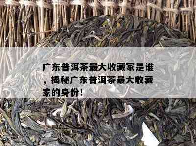 广东普洱茶更大收藏家是谁，揭秘广东普洱茶更大收藏家的身份！