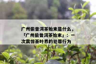 广州偷普洱茶始末是什么，「广州偷普洱茶始末」：一次震惊茶叶界的犯罪行为