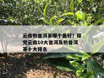 云南熟普洱茶哪个更好？探究云南10大普洱及熟普洱茶十大排名