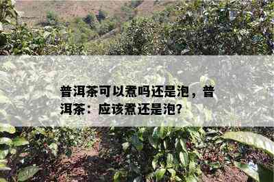 普洱茶可以煮吗还是泡，普洱茶：应该煮还是泡？