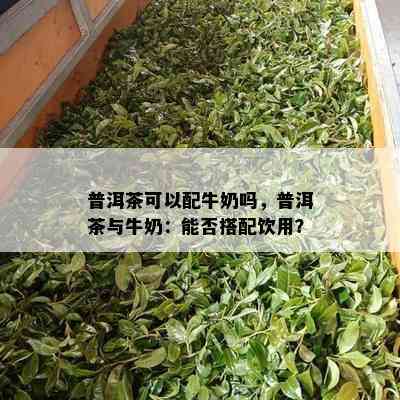 普洱茶可以配牛奶吗，普洱茶与牛奶：能否搭配饮用？