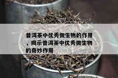 普洱茶中优秀微生物的作用，揭示普洱茶中优秀微生物的奇妙作用