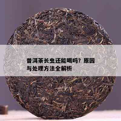 普洱茶长虫还能喝吗？原因与处理方法全解析