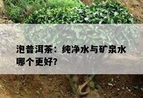 泡普洱茶：纯净水与矿泉水哪个更好？