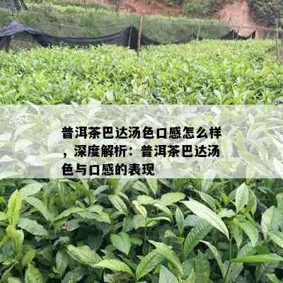 普洱茶巴达汤色口感怎么样，深度解析：普洱茶巴达汤色与口感的表现