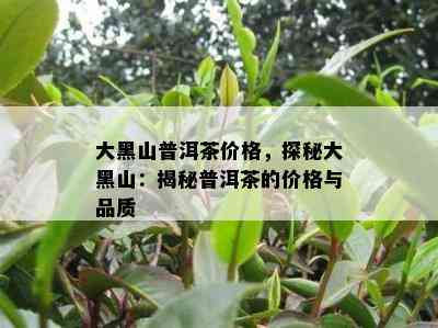 大黑山普洱茶价格，探秘大黑山：揭秘普洱茶的价格与品质