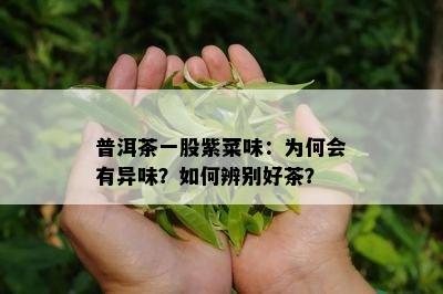 普洱茶一股紫菜味：为何会有异味？如何辨别好茶？