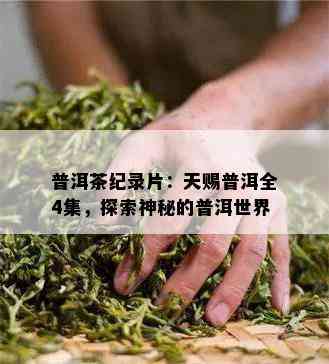 普洱茶纪录片：天赐普洱全4集，探索神秘的普洱世界