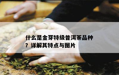 什么是金芽特级普洱茶品种？详解其特点与图片