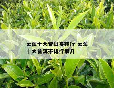 云海十大普洱茶排行-云海十大普洱茶排行第几