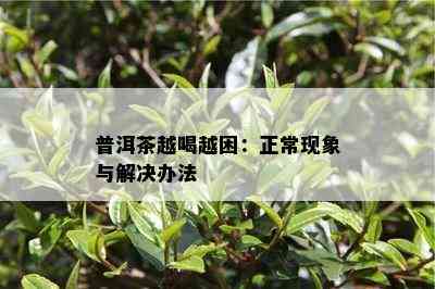 普洱茶越喝越困：正常现象与解决办法