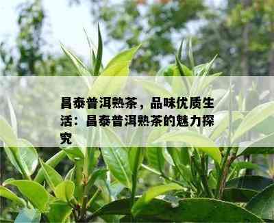 昌泰普洱熟茶，品味优质生活：昌泰普洱熟茶的魅力探究