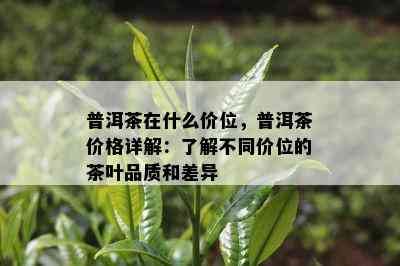 普洱茶在什么价位，普洱茶价格详解：了解不同价位的茶叶品质和差异