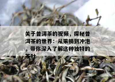 关于普洱茶的视频，探秘普洱茶的世界：从采摘到冲泡，带你深入了解这种独特的茶叶