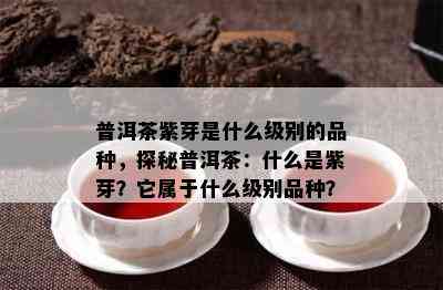 普洱茶紫芽是什么级别的品种，探秘普洱茶：什么是紫芽？它属于什么级别品种？