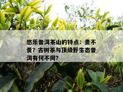 悠乐普洱茶山的特点：贵不贵？古树茶与顶级野生态普洱有何不同？