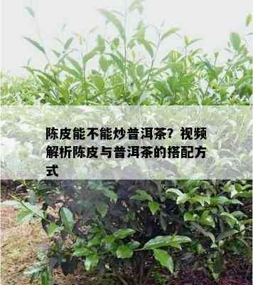 陈皮能不能炒普洱茶？视频解析陈皮与普洱茶的搭配方式