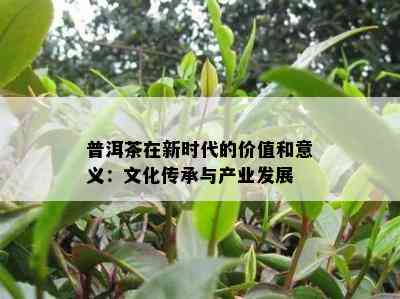 普洱茶在新时代的价值和意义：文化传承与产业发展