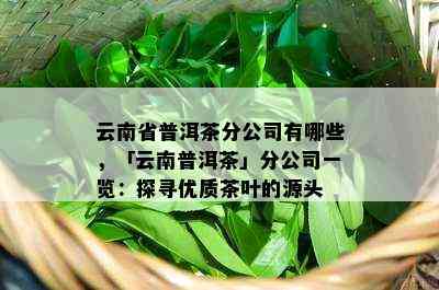 云南省普洱茶分公司有哪些，「云南普洱茶」分公司一览：探寻优质茶叶的源头