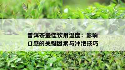 普洱茶更佳饮用温度：影响口感的关键因素与冲泡技巧